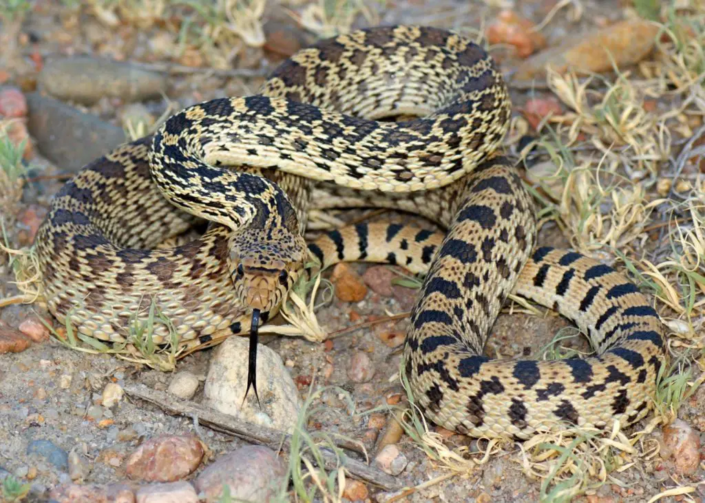 gopher snake showing typical color and pattern