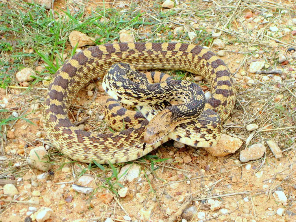 Bull Snake with nice, reddish colouration