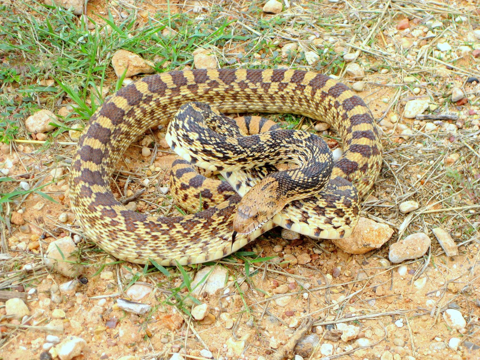 Bull Snake vs Gopher Snake: what’s the difference?