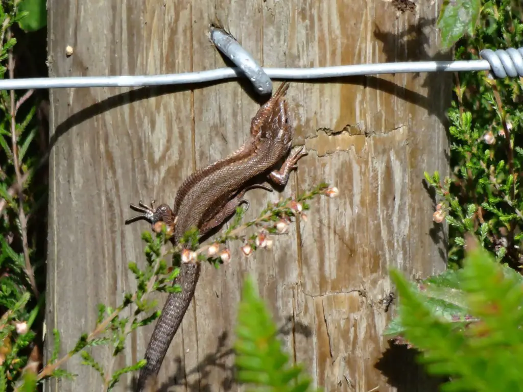 Comman Lizard (Zootoca vivipara)