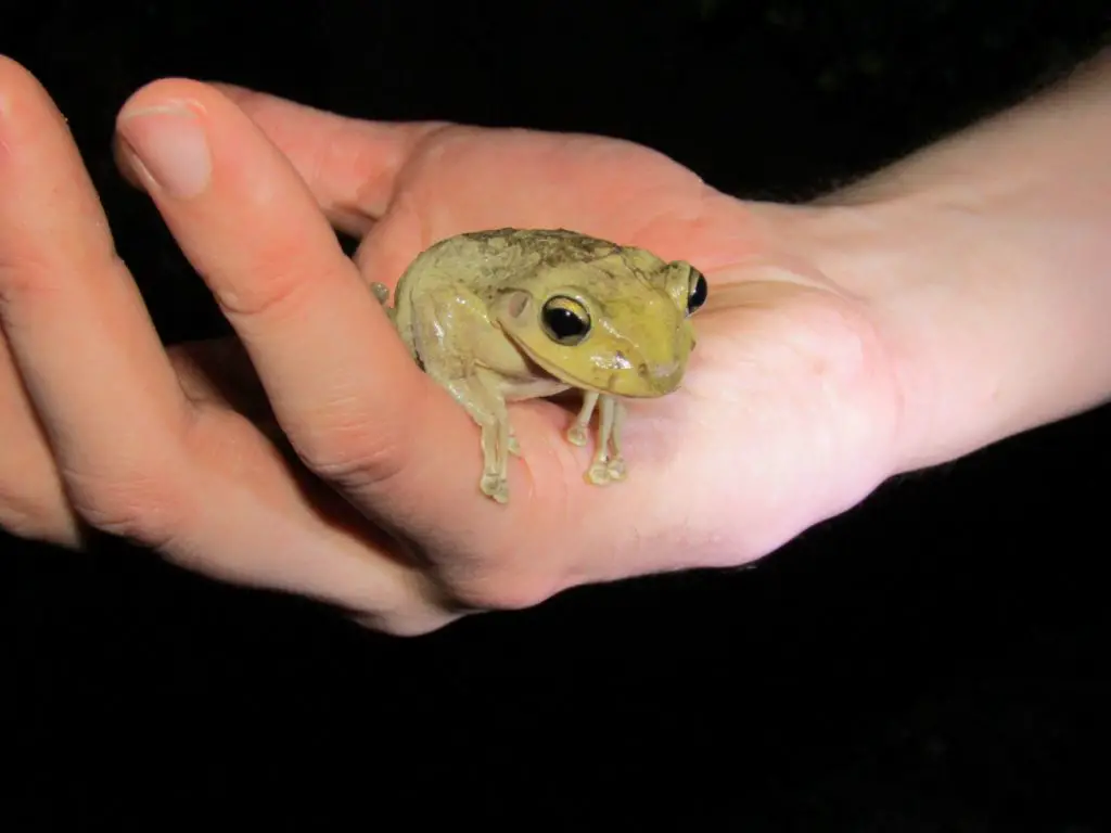 Cuban Treefrog (Osteopilus septentrionalis)