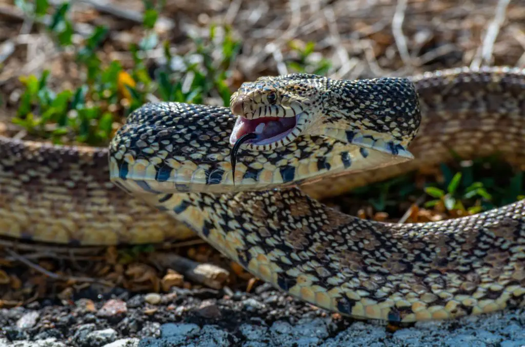 Why is it called a Bull Snake?