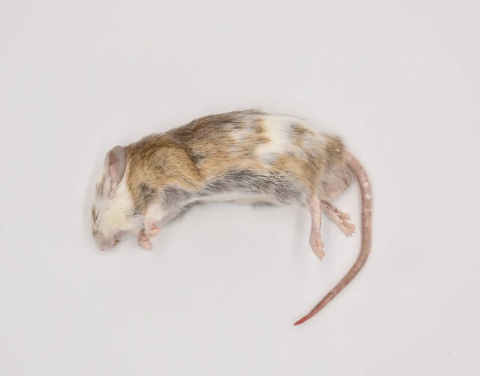 Frozen Multimammate mouse