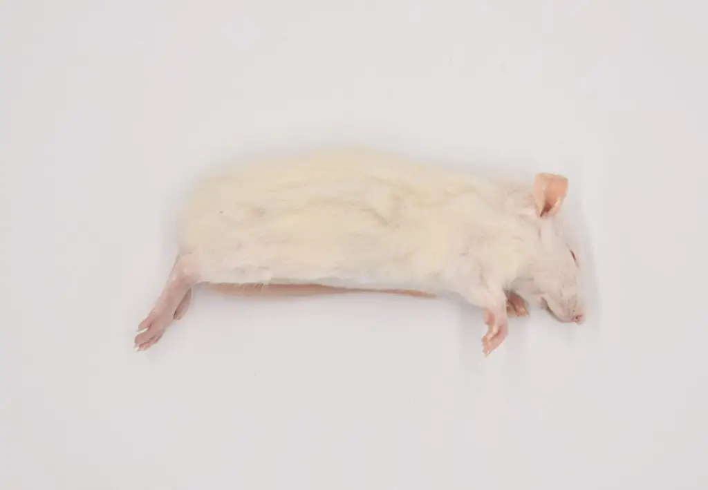 Frozen feeder rat