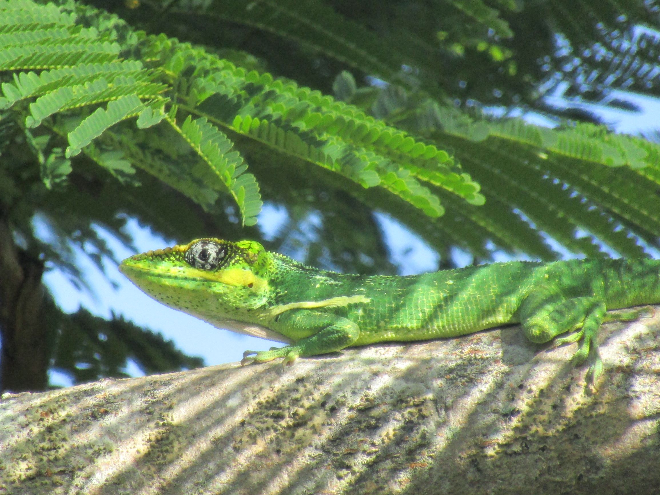 herping florida