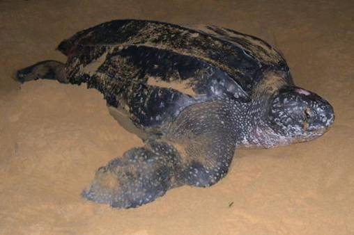 Leatherback Turtle (Dermochelys coriacea)