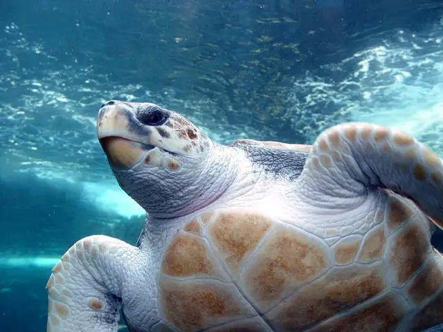 Loggerhead Turtle (Caretta caretta)