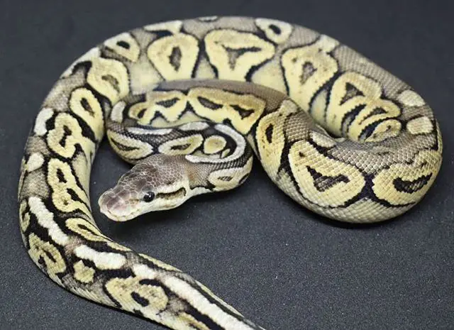 Do Ball Pythons Need Vitamin Supplements?