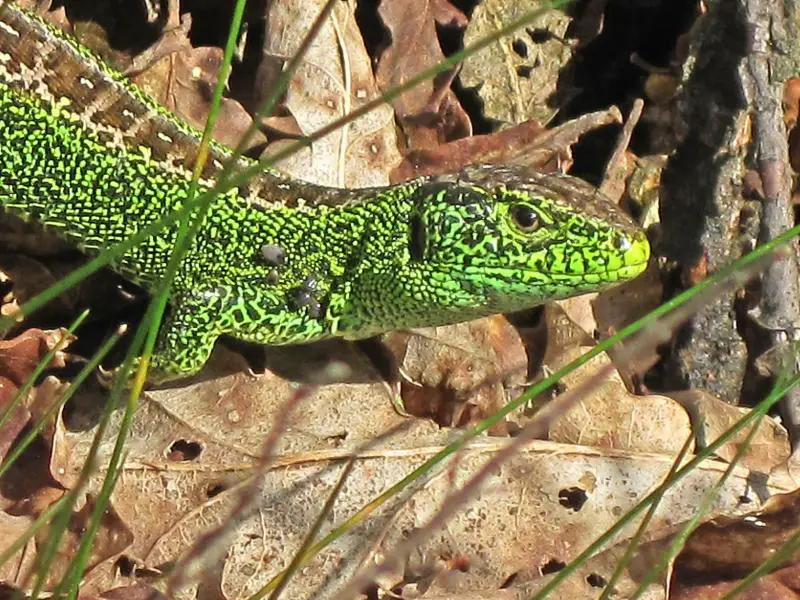 Sand Lizard (Lacerta agilis)