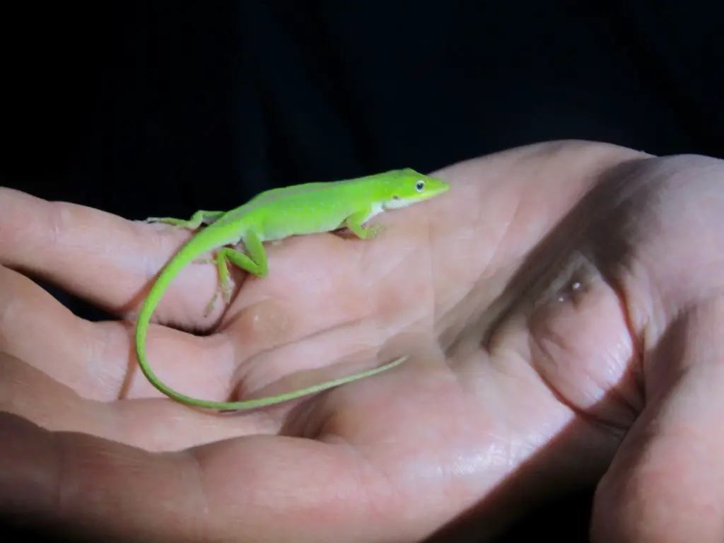 Sleepy Green Anole (Anolis carolinensis)