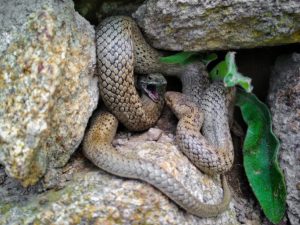Smooth Snake (Coronella austriaca) Smooth Snake (Coronella austriaca)
