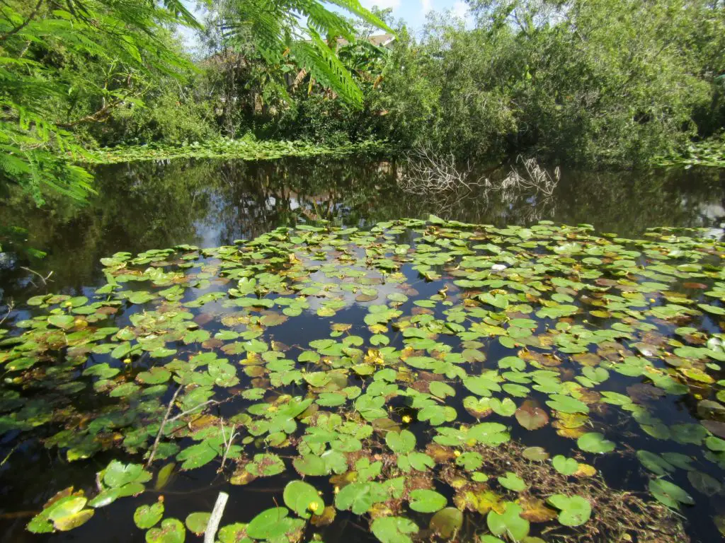 herping florida