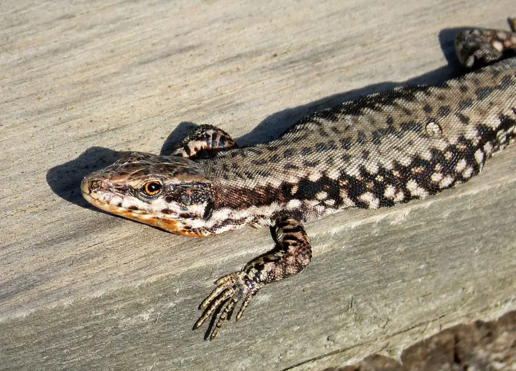 Wall Lizard (Podarsis muralis)