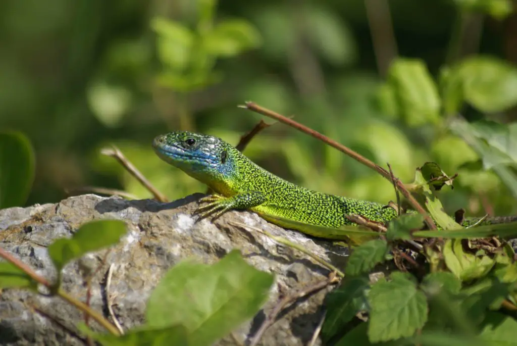 Western Green Lizard (Lacerta bilineata)