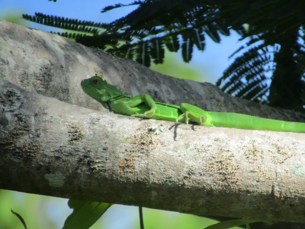 Young Green Iguana in a tree