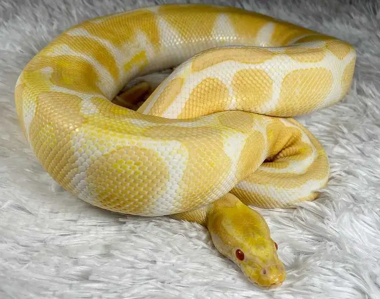 Albino Ball Python