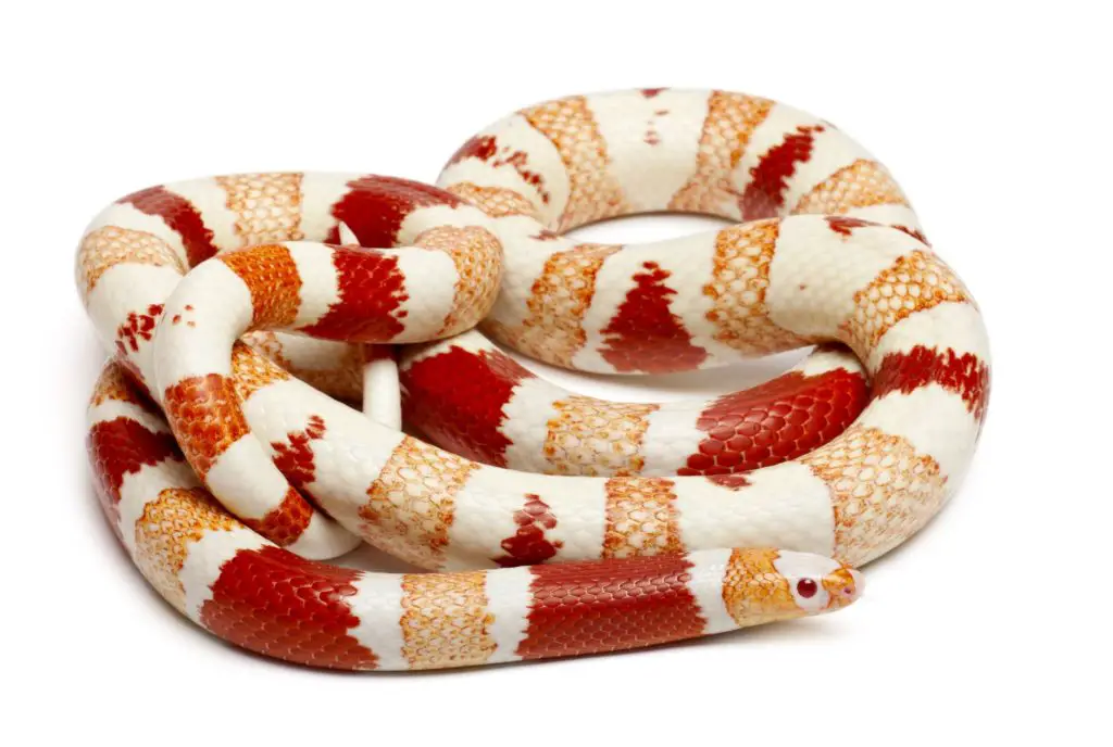 Albino Tangerine Aberrant Honduran Milk Snake