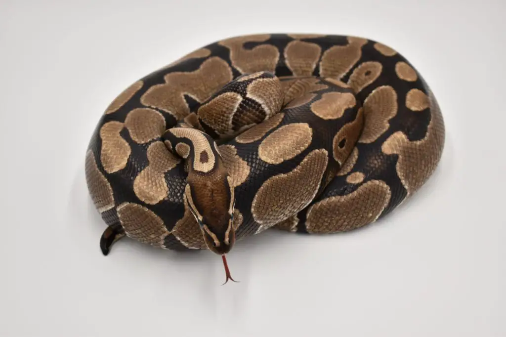 ball python temperament