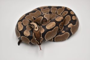 Bobby the Ball Python