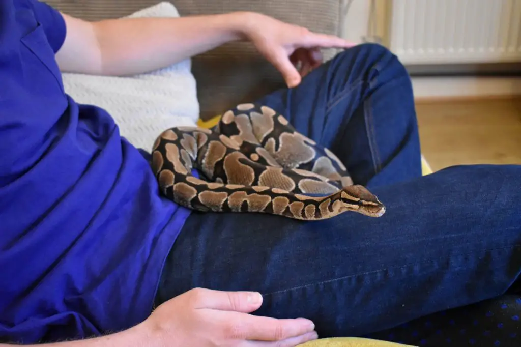 Bobby the Ball Python surveying the living room