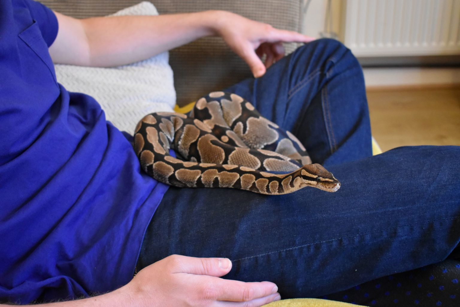 Signs of a sick Ball Python | BALL PYTHON BREEDER UK