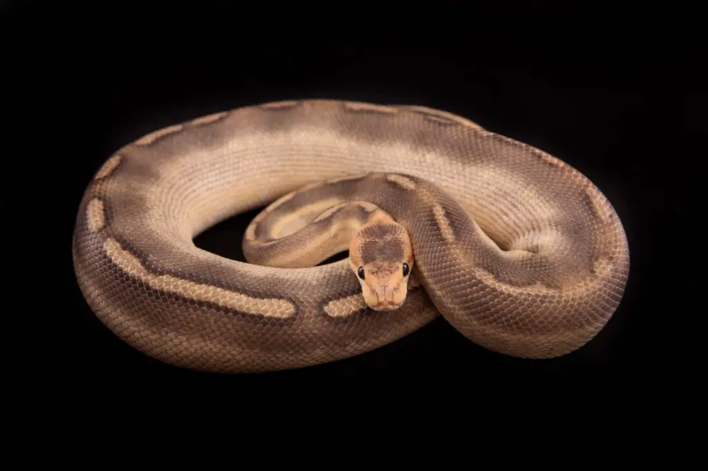 pastel champagne ball python