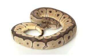 Clown Ball Python