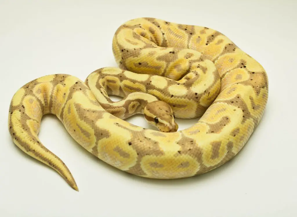 yellow ball python morphs