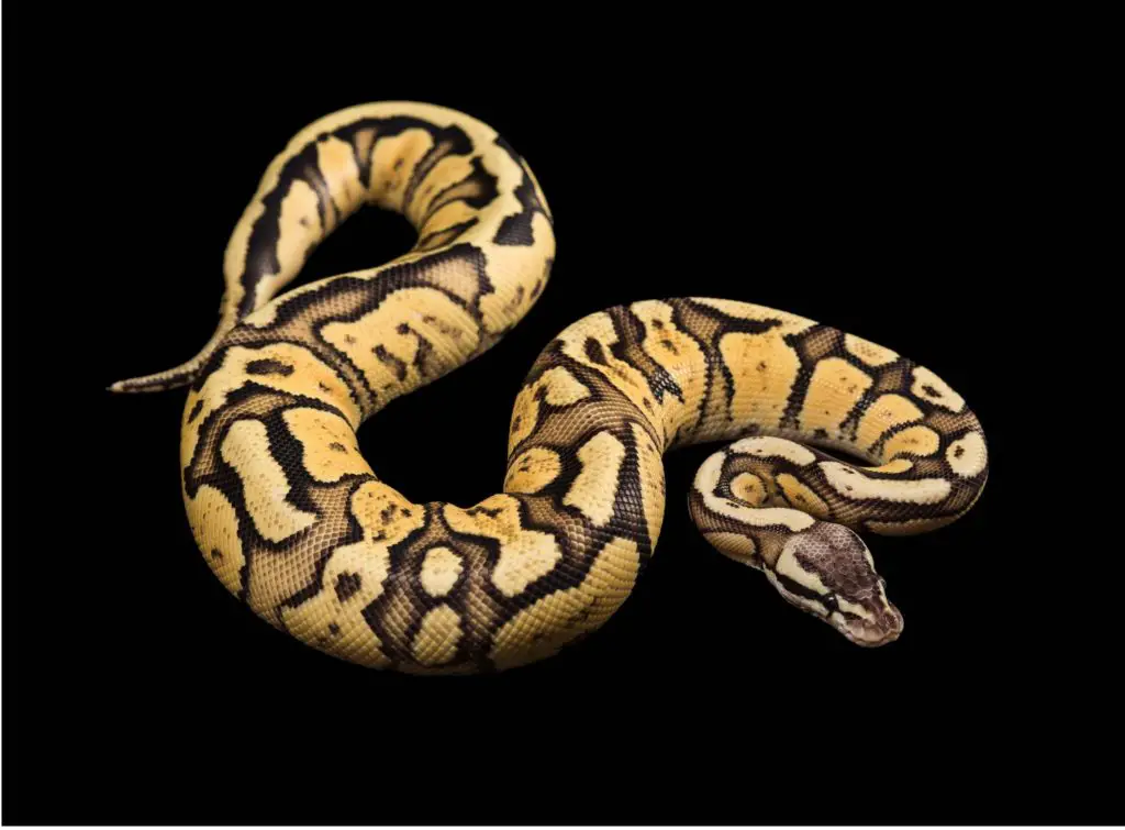 Firefly Ball Python