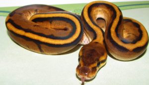 Genetic Stripe Ball Python