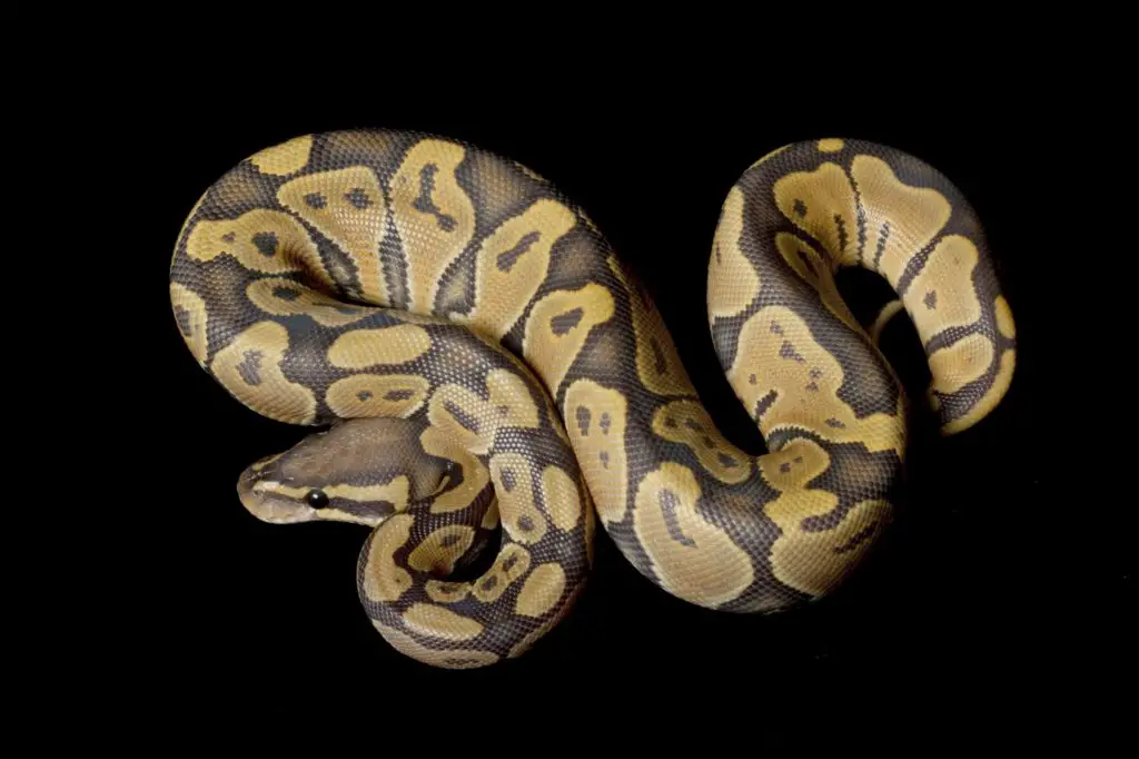 Single Gene Ball Python Morphs