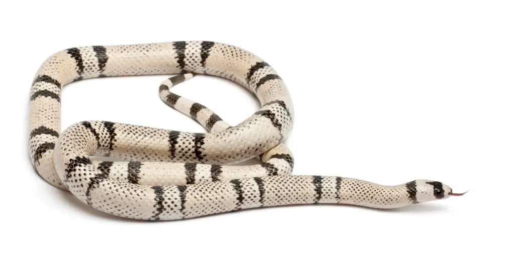 Ghost (hypo and anerythristic) Honduran Milk Snake morph