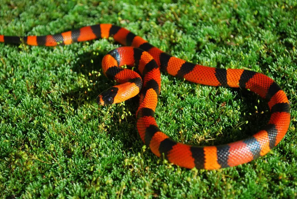 Honduran milk snake morphs