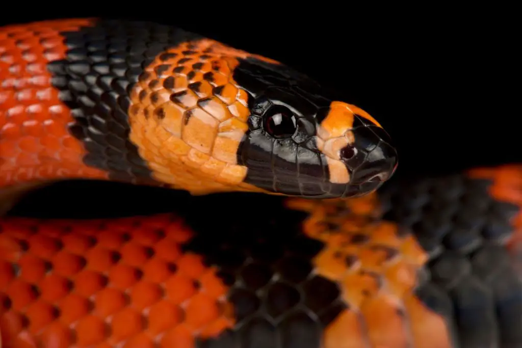 Honduran Milk Snake morphs