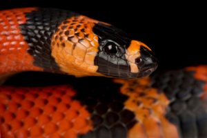 Honduran Milk Snake Care Sheet