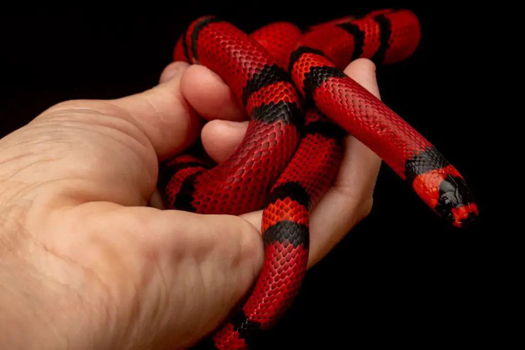 Honduran Milk Snake Handling