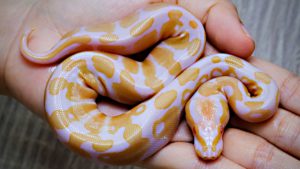 Lavender Albino Ball Python