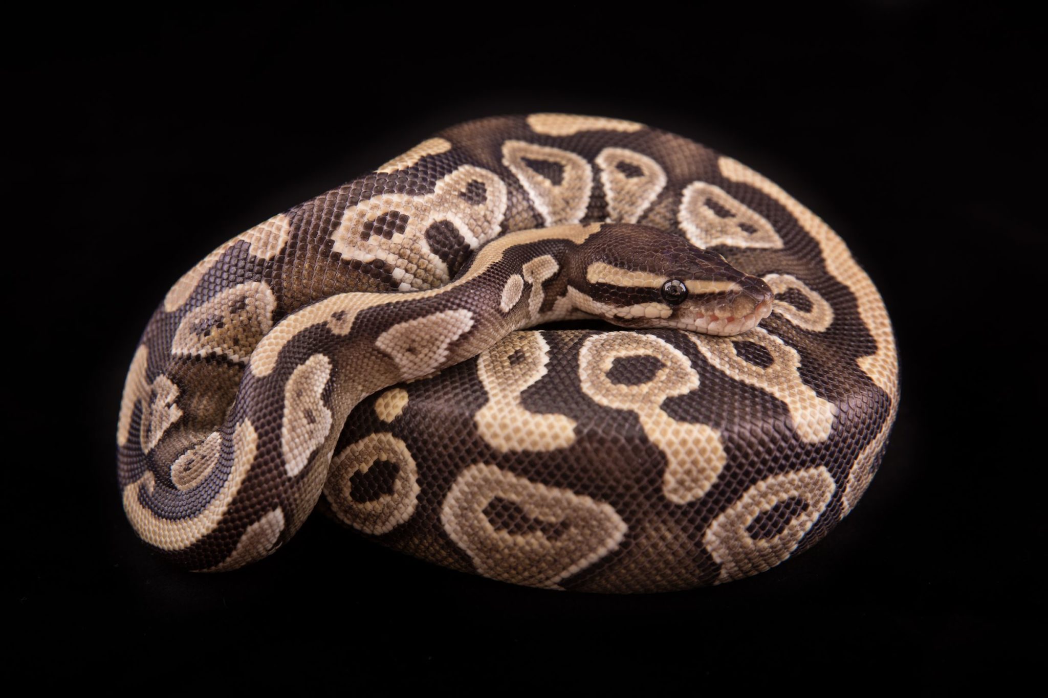 Mojave Ball Python