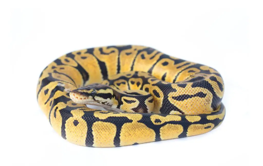 Single Gene Ball Python Morphs