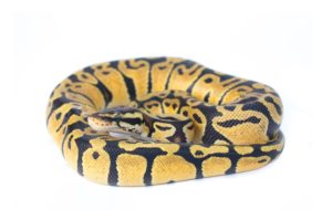 Pastel Ball Python