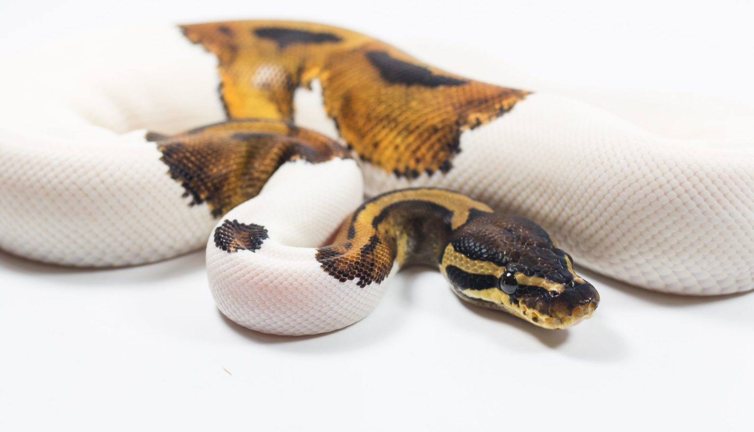 Top 5 Recessive Ball Python Morphs | BALL PYTHON BREEDER UK