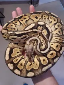 Shy Bongo Pastel Ball Python