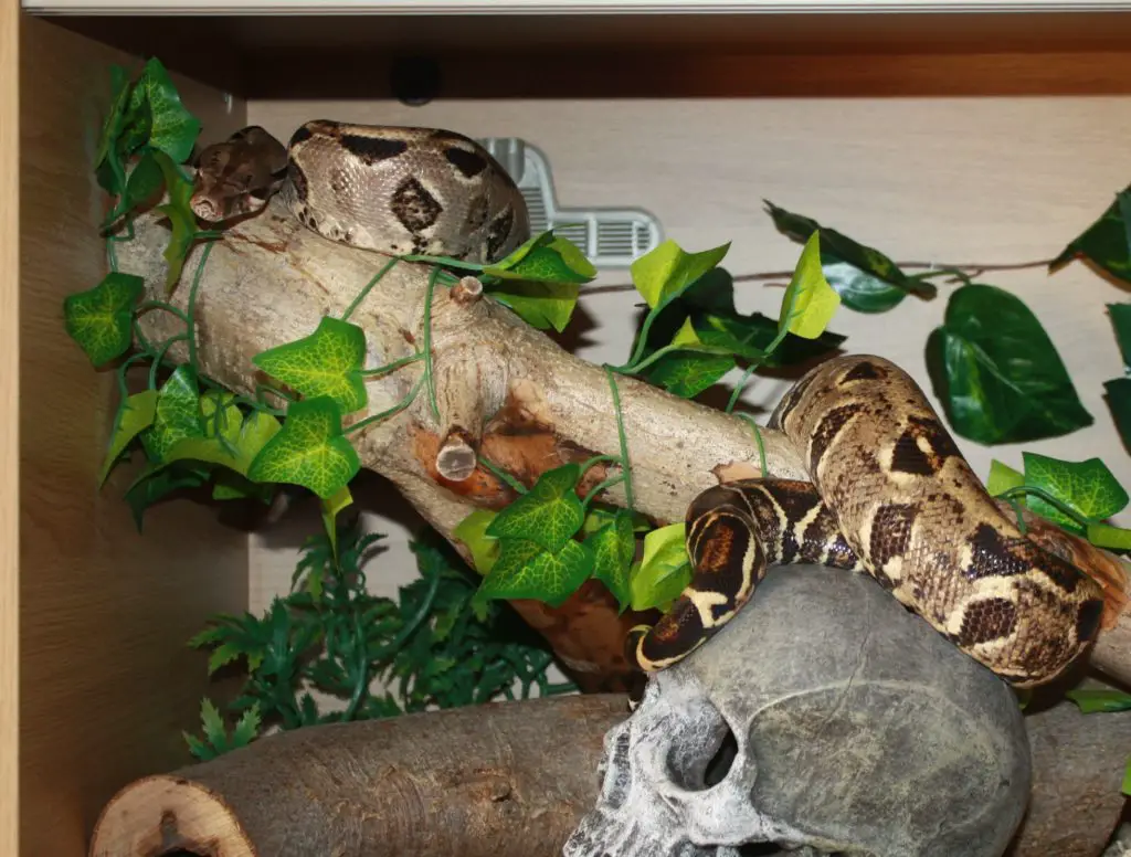 Boa Constrictor Care Sheet - HugglePets