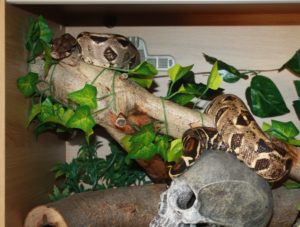 A Common Boa blending into a nice, naturalistic enclosure.