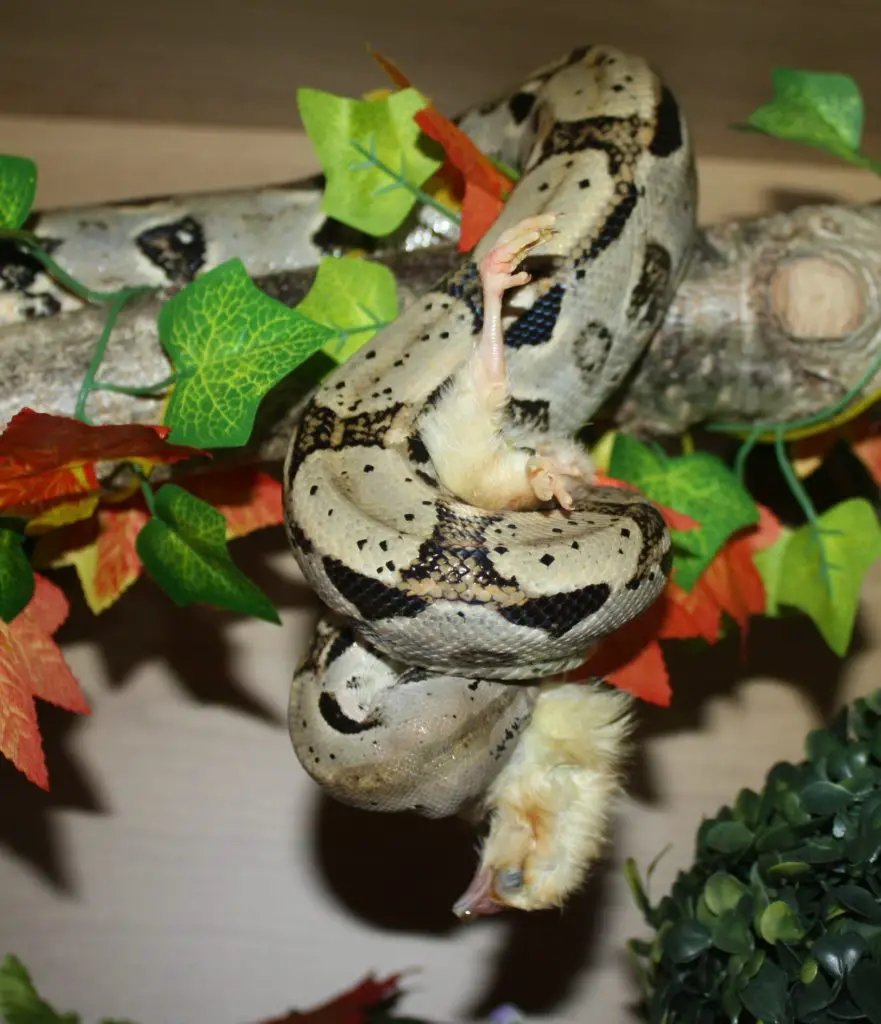 A Common Boa feeding on a chick.