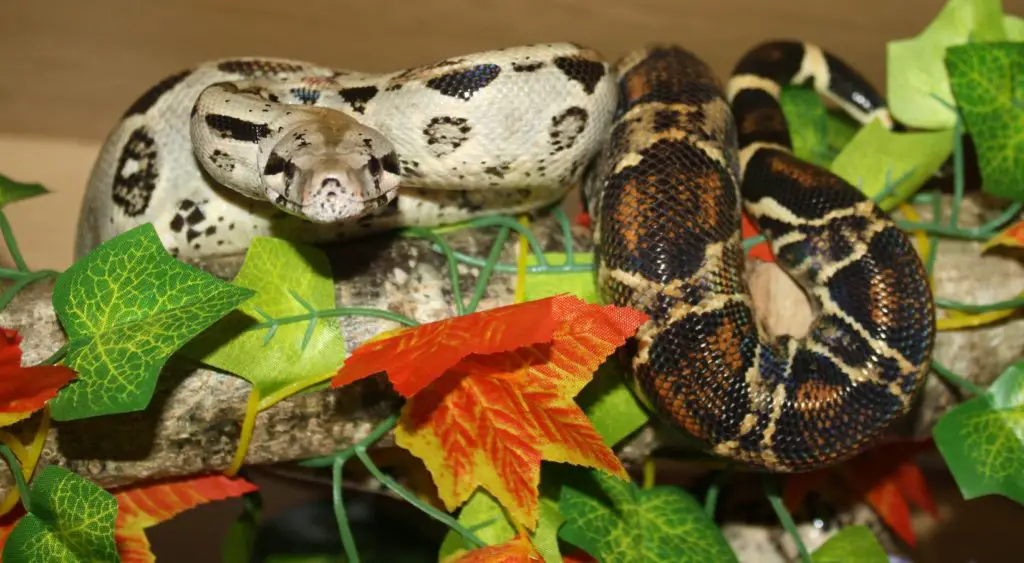 A Common Boa making use of a branch for a perch.