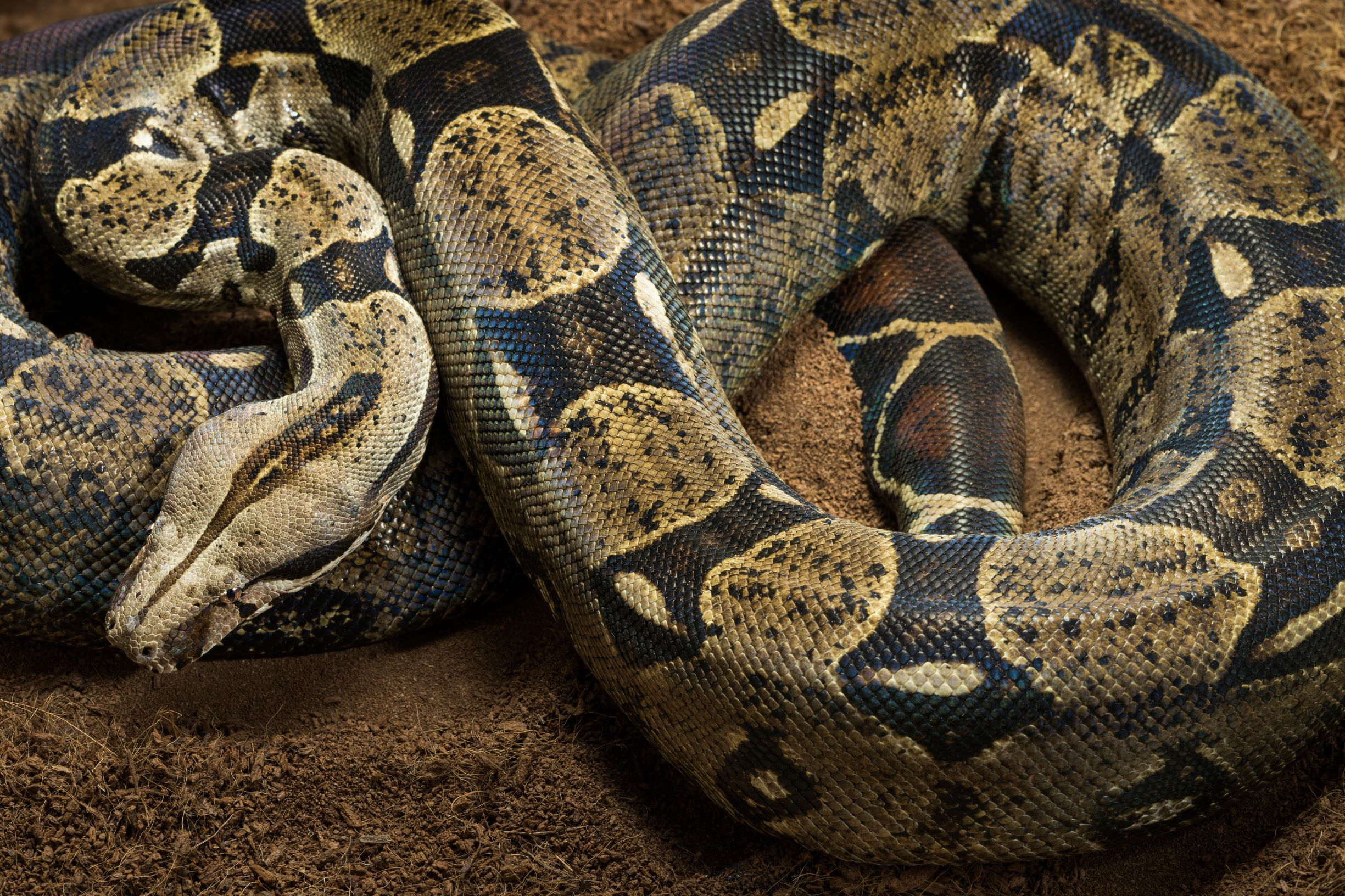 A Common Boa showing the typical colour and pattern of the species