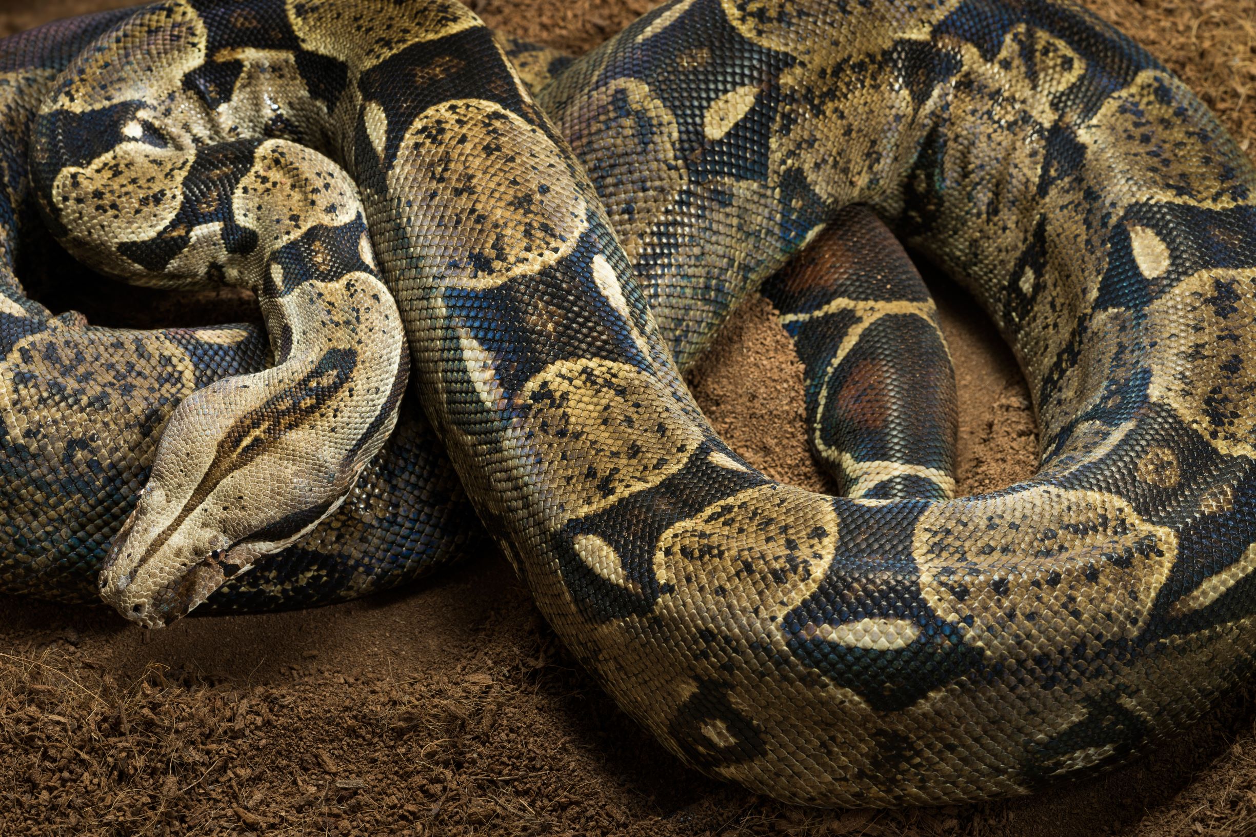 A Guide to Caring for Boa Constrictors as Pets