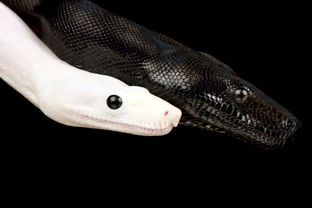 A Melanistic (black), and Leucistic (white) Common Boa side by side