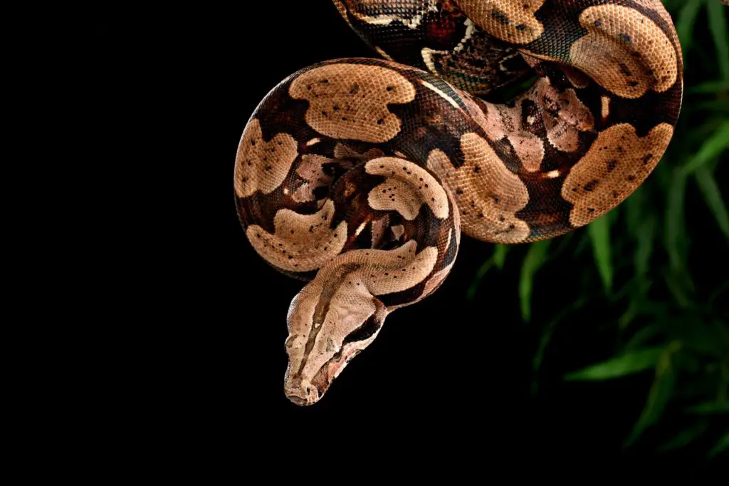 Are Boa Constrictors good pets